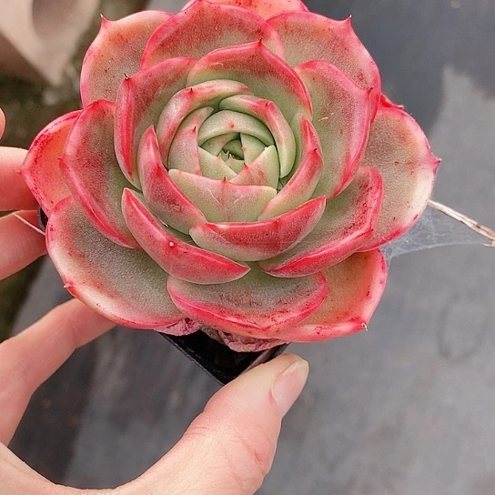 1021多肉植物老桩
