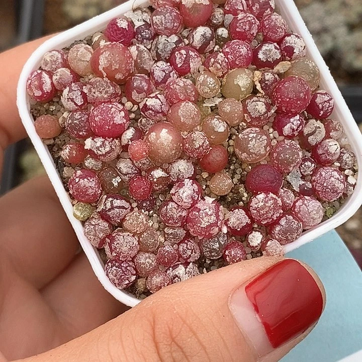 小****?桃喜花园0125-30灯泡切糕