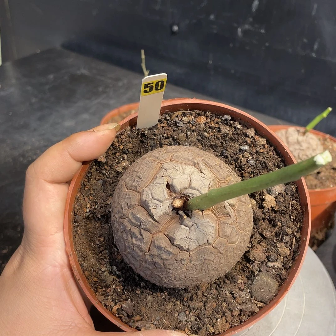 龟甲龙50号不退换
