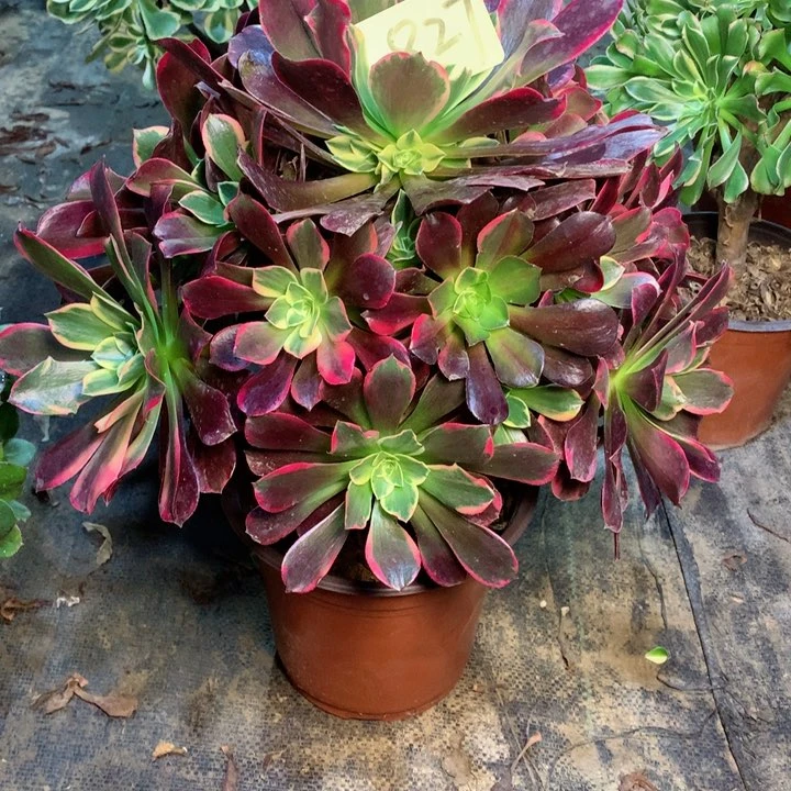 827金丝雀多肉一物一拍～