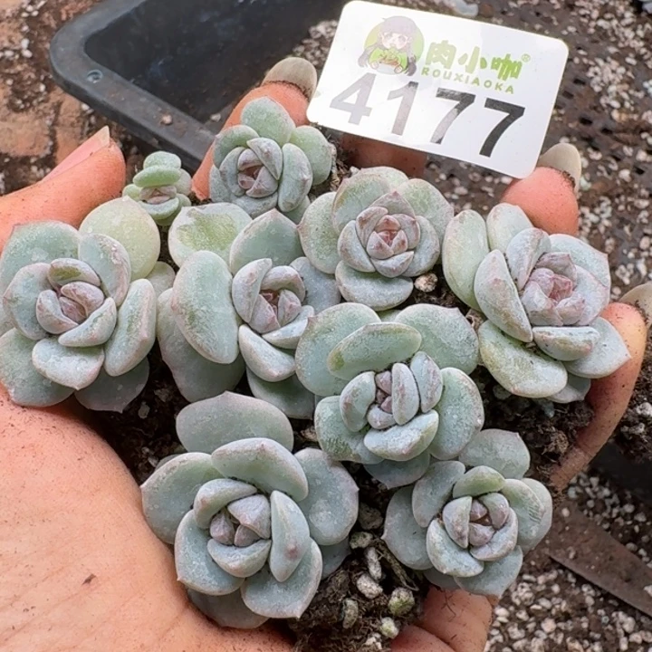 多肉植物多肉植物