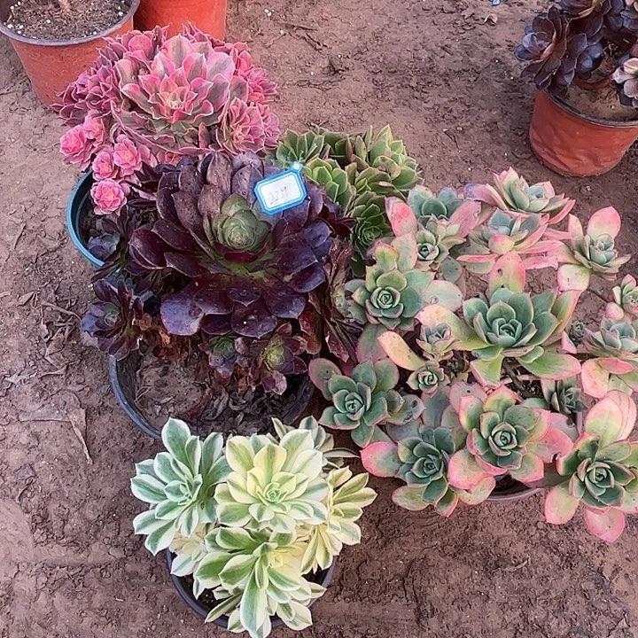 229多肉植物瑕疵特价，