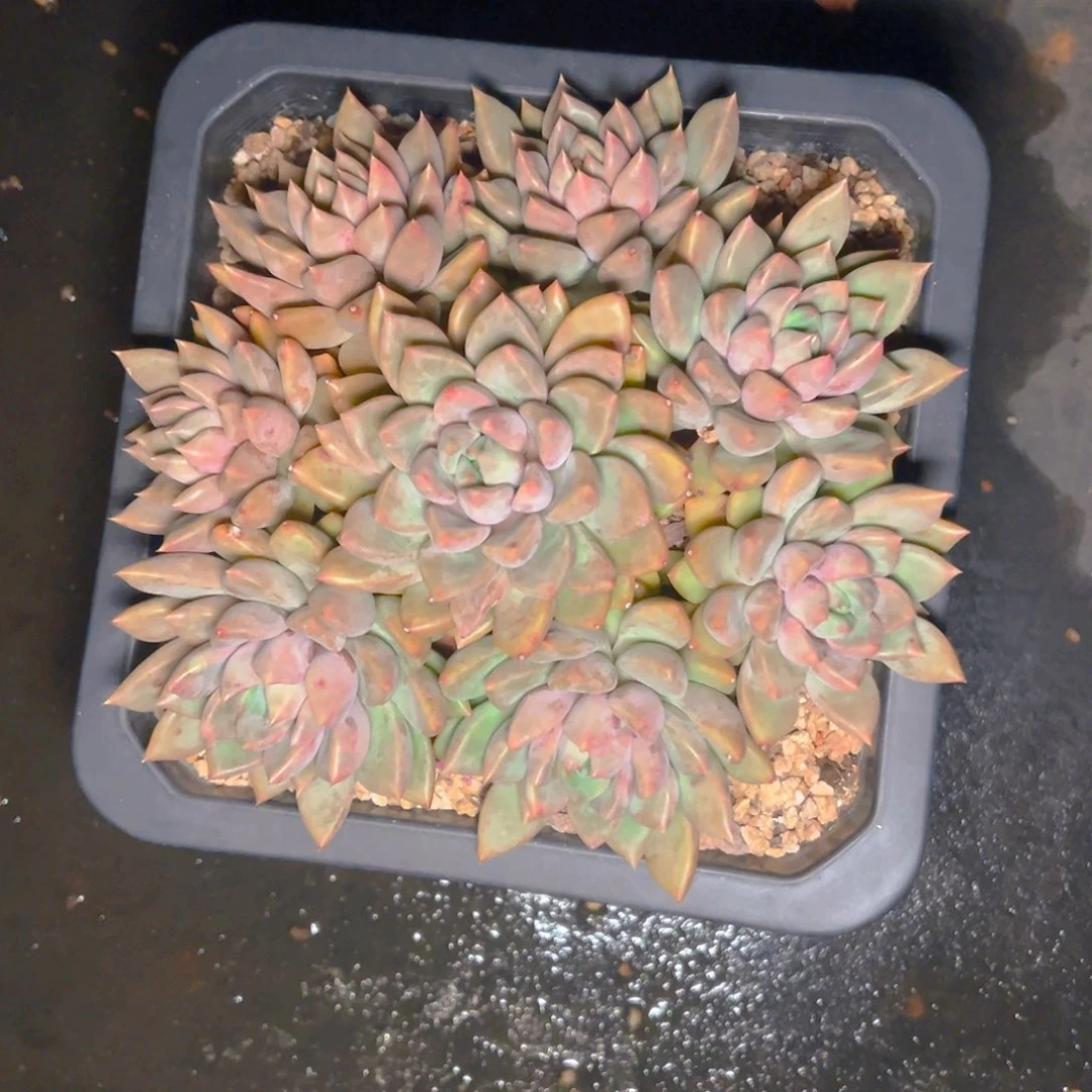 将***往多肉植物保护 寄养不带盆