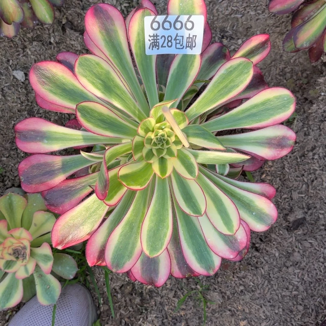 B. 6666冰淇淋多肉