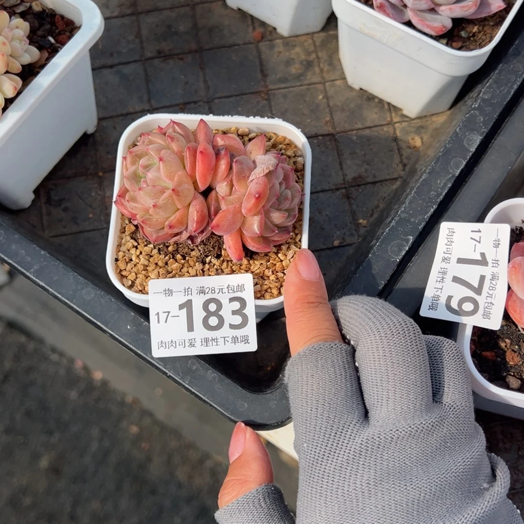 春风多肉多多肉多肉