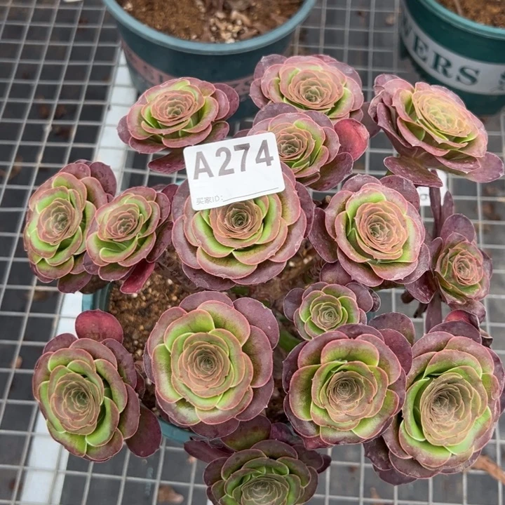274魅金玫瑰朵朵25厘米左右