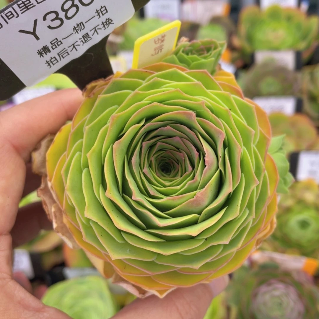 梦屿多肉福利380一物一拍