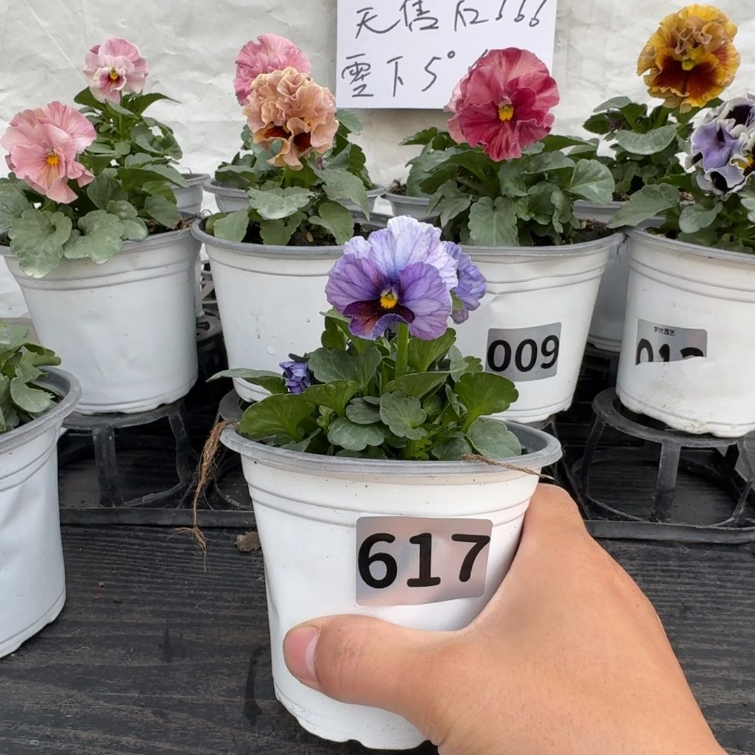 全部花朵617号江源