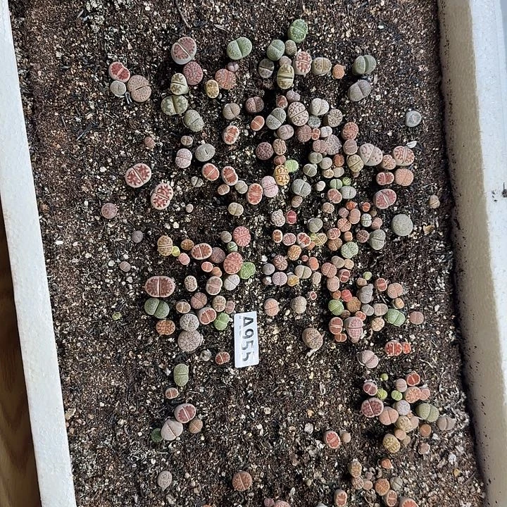生955石花整筐脱土发货