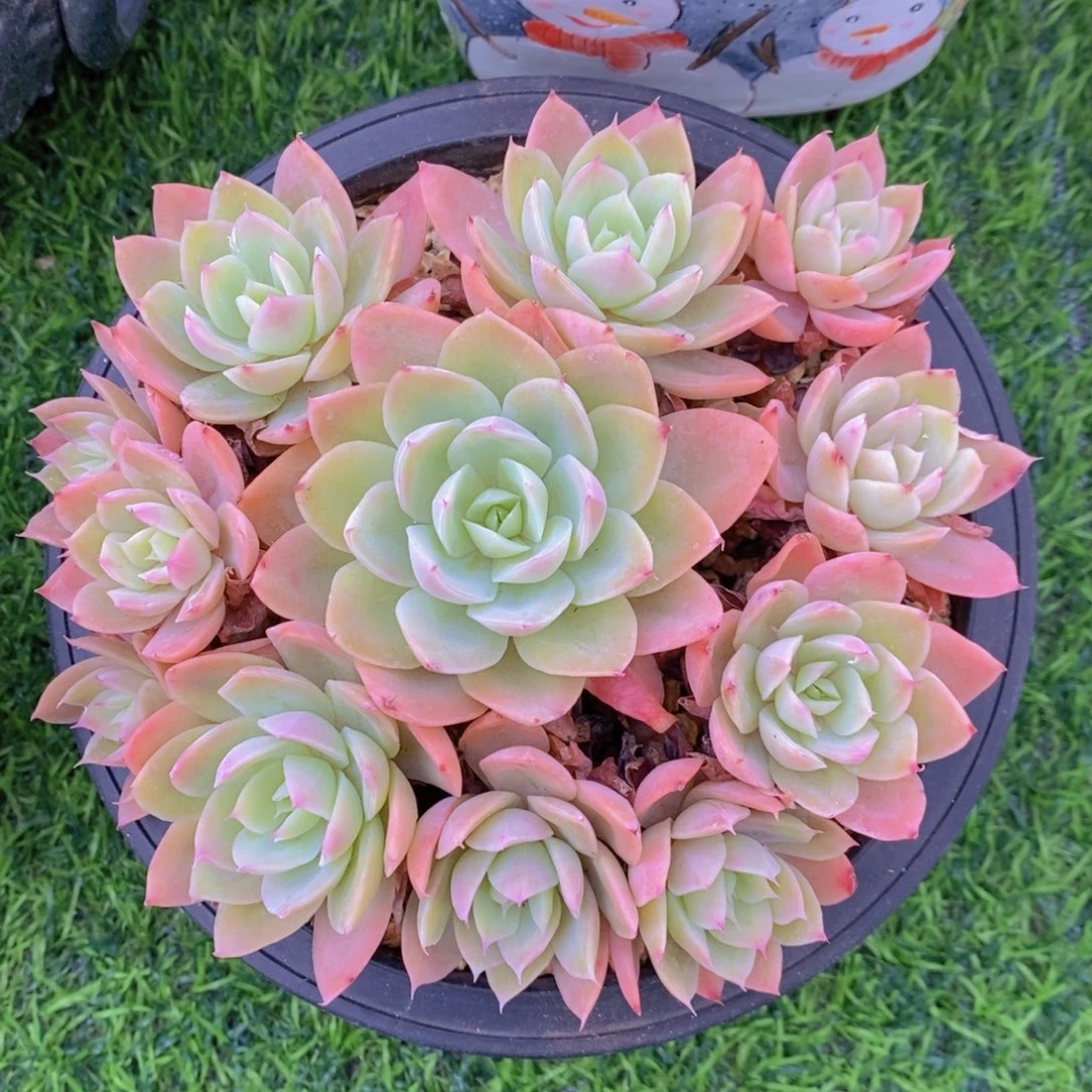 丝绸面纱 一物一拍