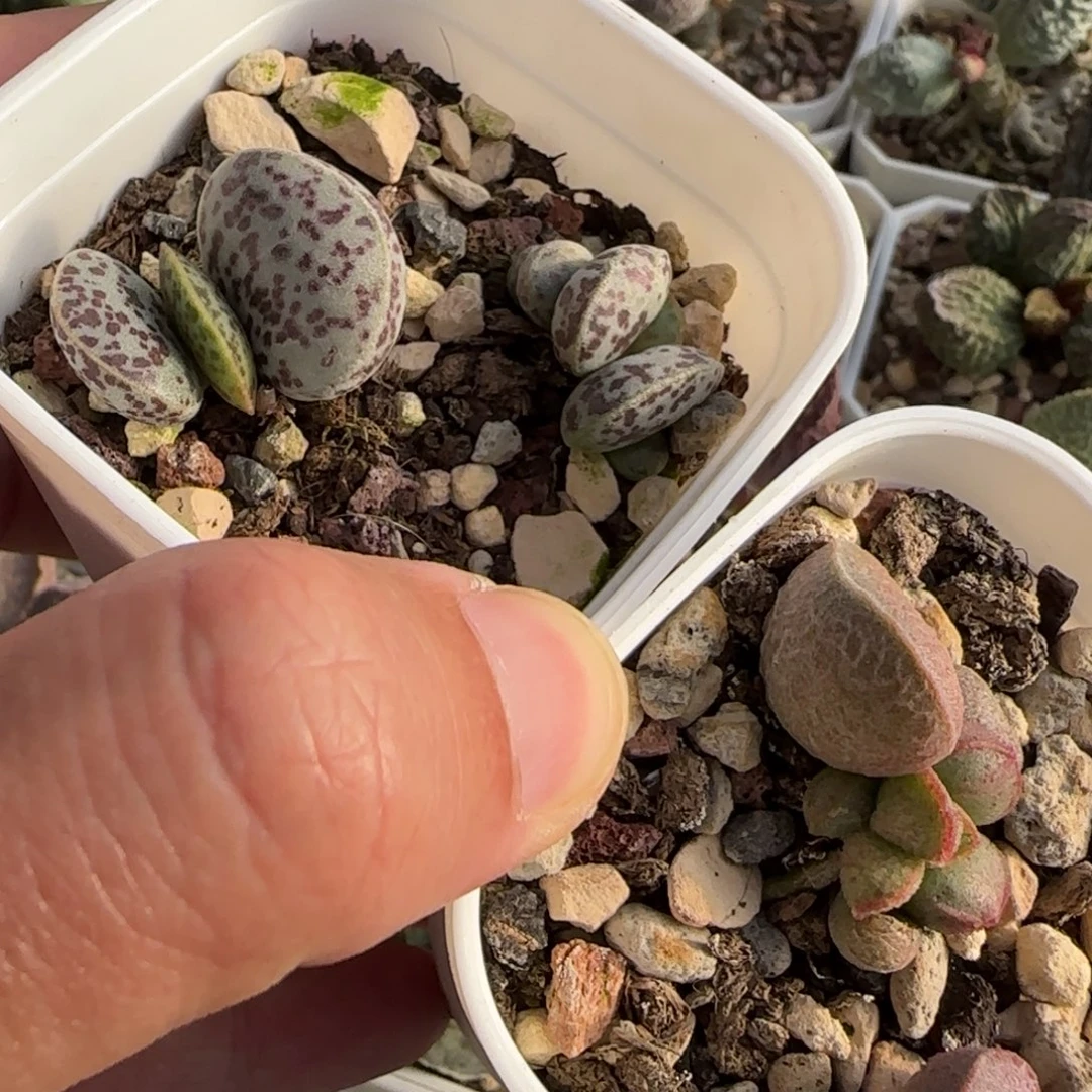 三颗水泡多肉植物