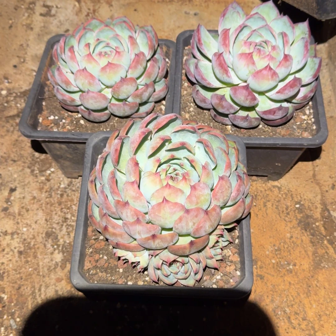 180惊鸿仙子多肉植物