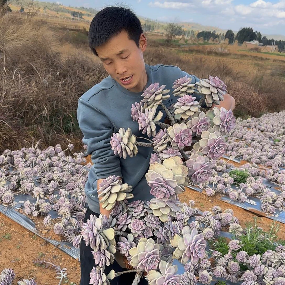 地栽紫乐多肉2棵多肉