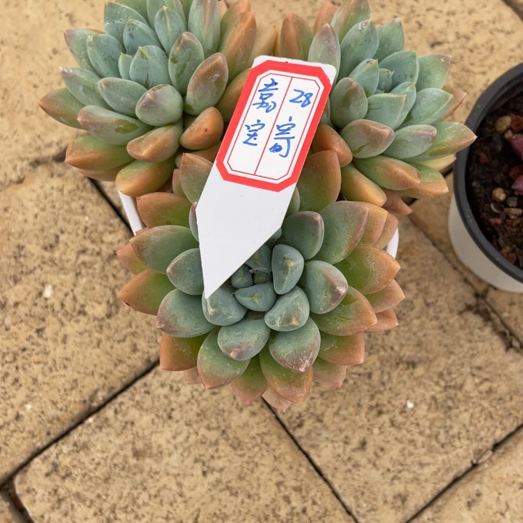 嘉***～嘉宝28寄养。