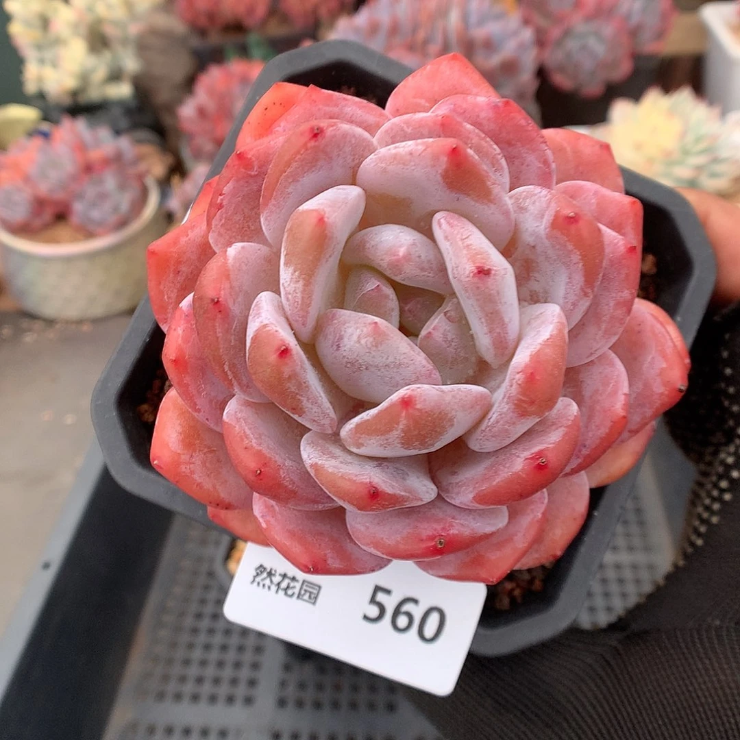560雪天使多肉植物6666
