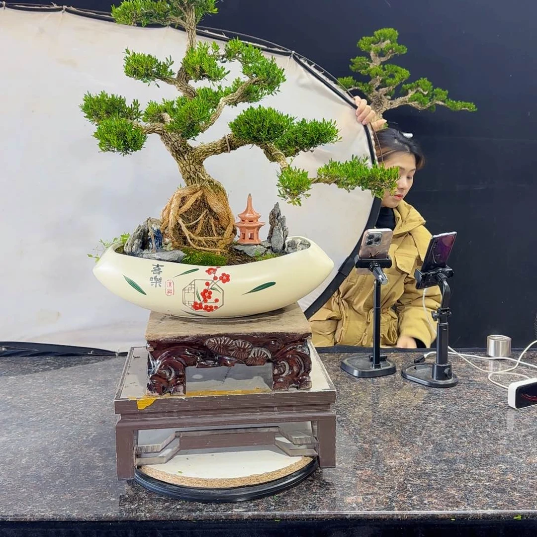 当前无花朵，栽培后可花朵