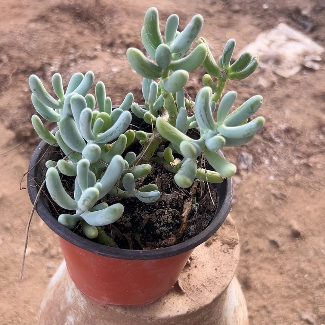 多肉植物香蕉美人