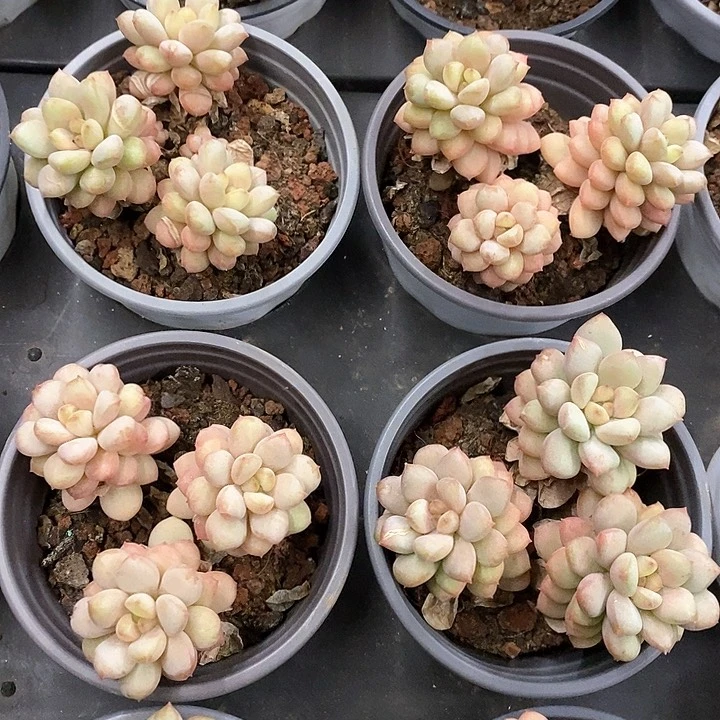 02阳光玫瑰 群生 福利多多