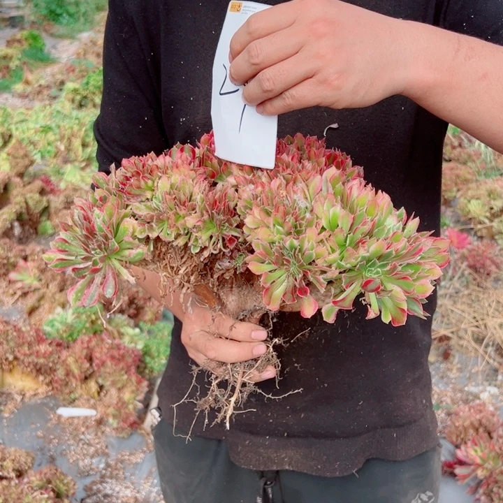 女郎醉话24号多肉法师