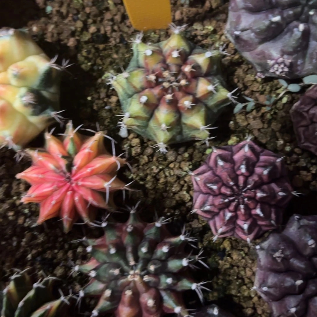 L764-1226泰国发货