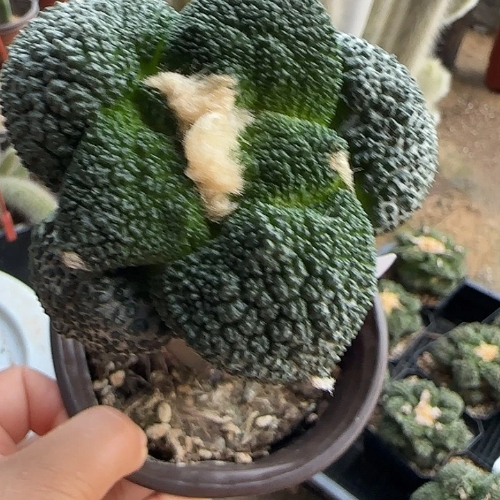 超大尤细尤哥斯拉226