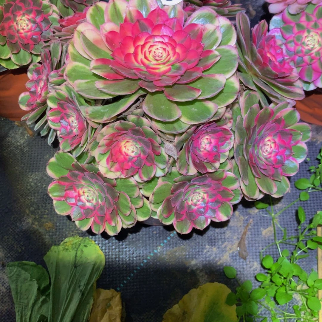 妙****法师多肉植物594海神