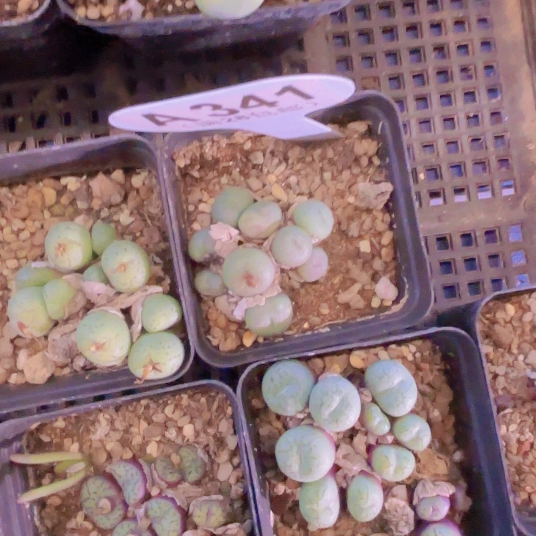 A341肉缀一物一拍