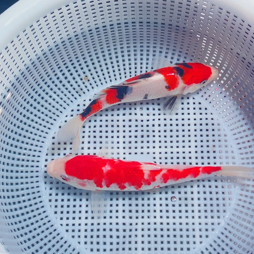 锦鲤锦鲤观赏鱼8888