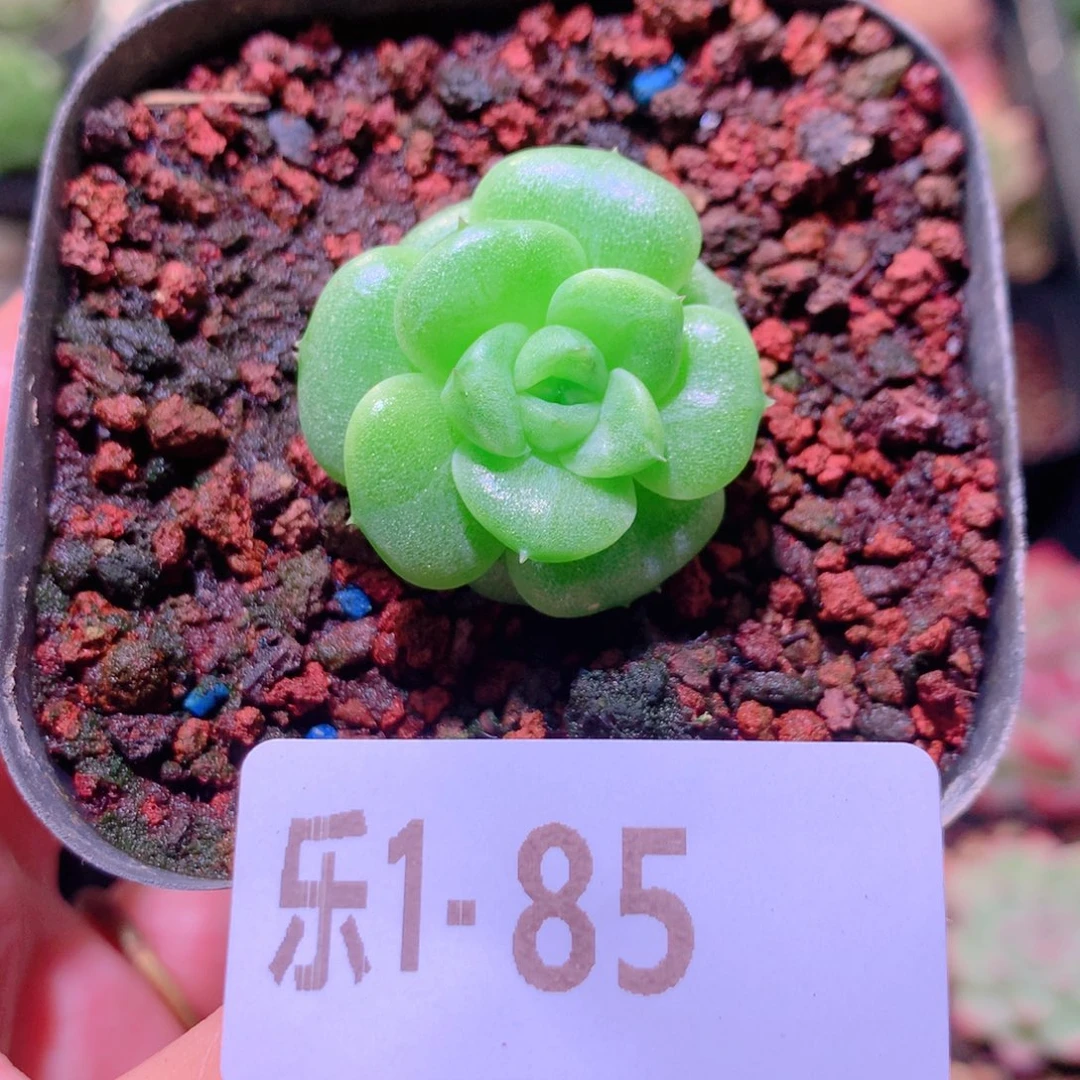 乐然1-85 珍妮 带盆土