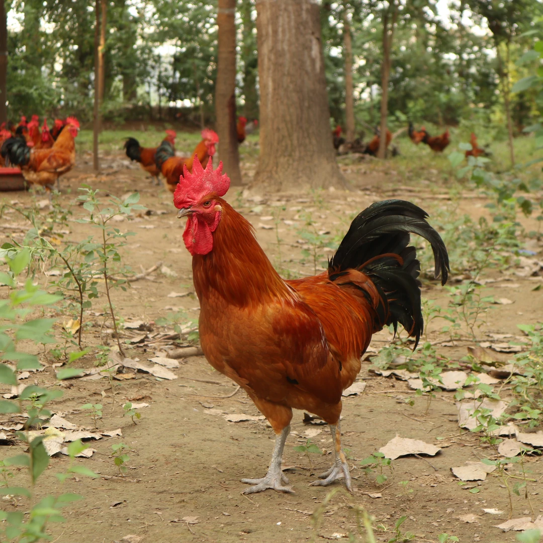 【京东快递】农村土公鸡林下散养纯粮食玉米蔬菜青草喂养240天以上