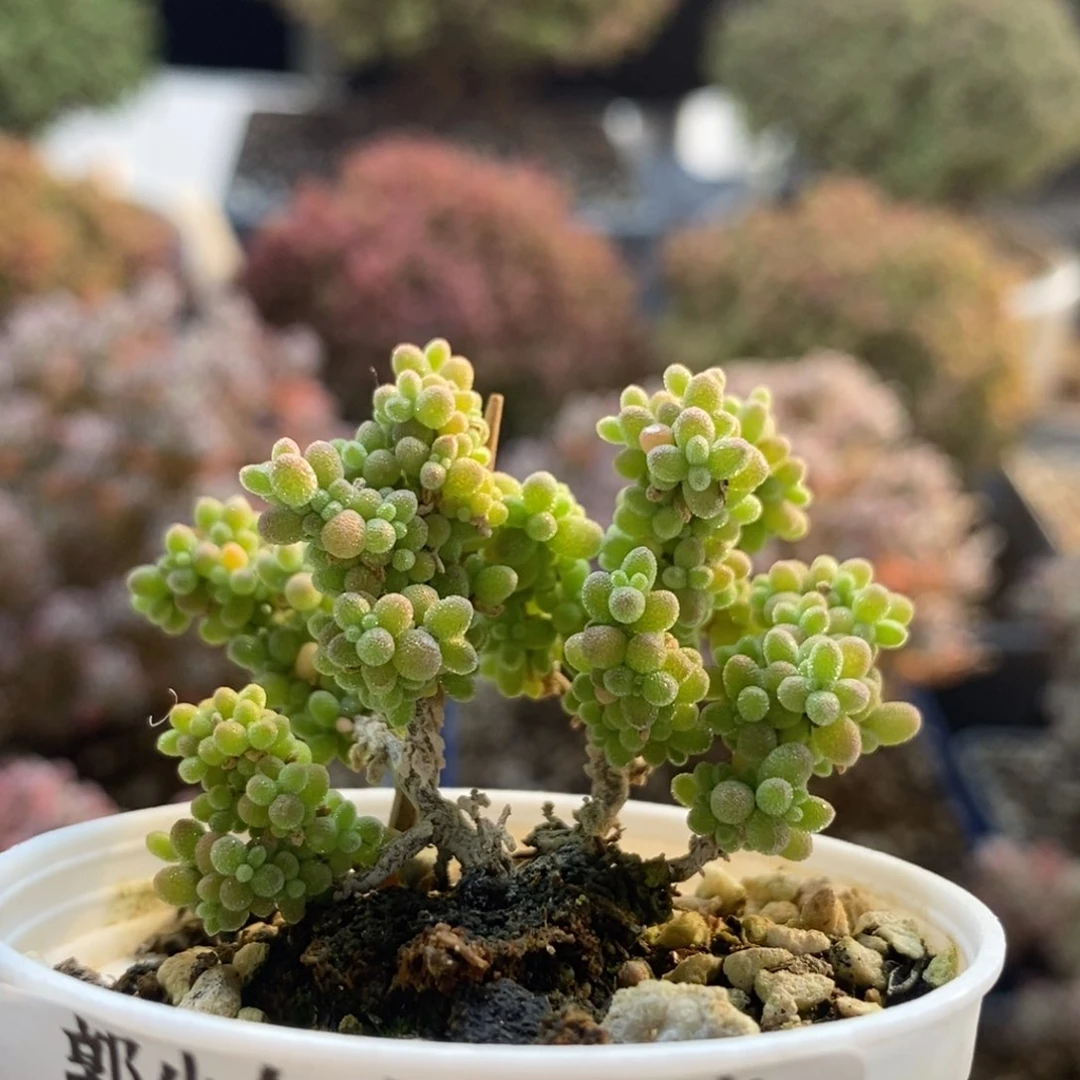 小小米3952枝干番杏