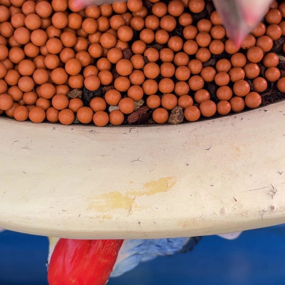 *****小接近的多肉植物群生多肉植物充值