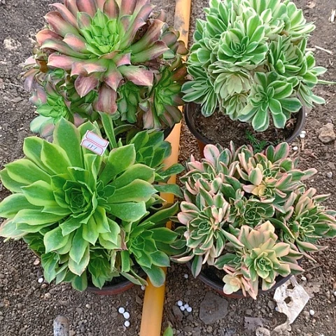 151法师4棵多肉植物