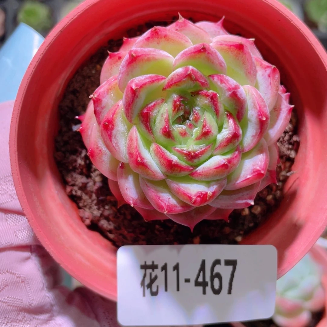 花利美11-467天鹅绒