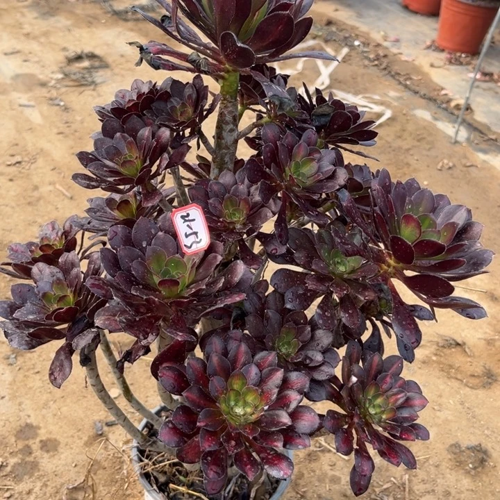 21-53海中多肉植物