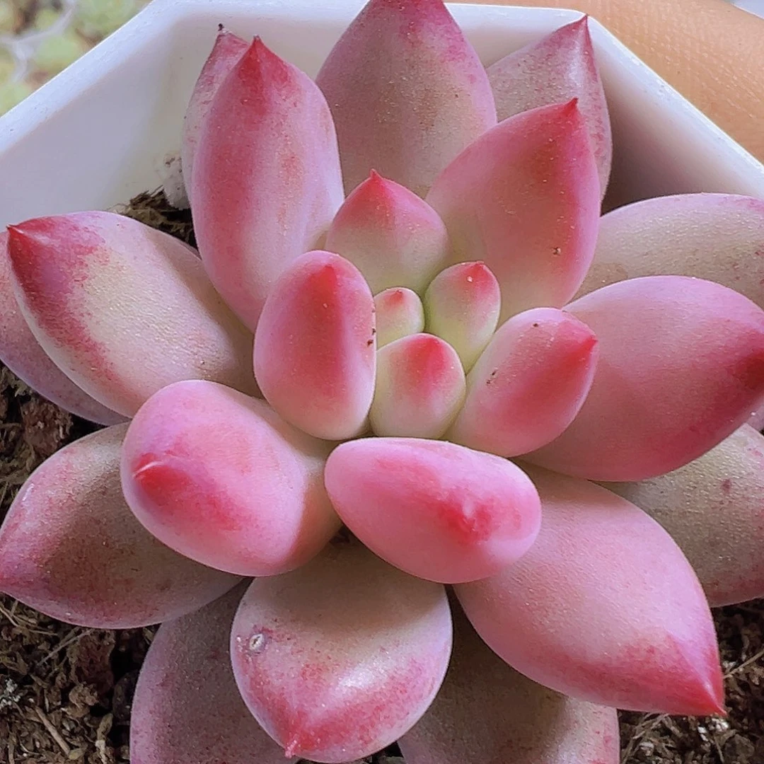 单头金鱼姬19包邮