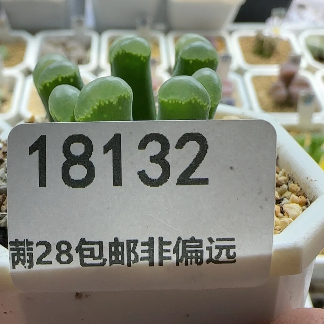 【闪购商品】熊*狒18132