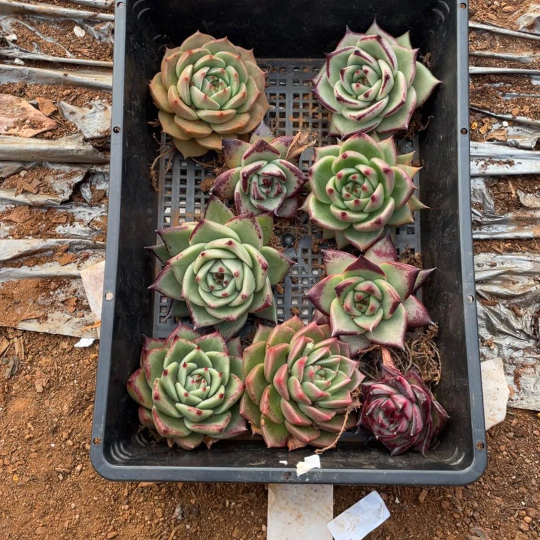 我***鱼无花朵若如东云筐拍B483