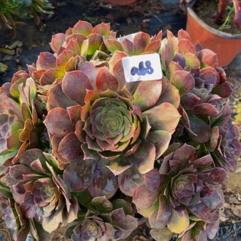 万圣节朵朵多肉植物68多肉