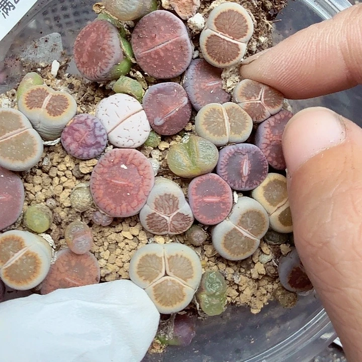 你不去你的054哈哈