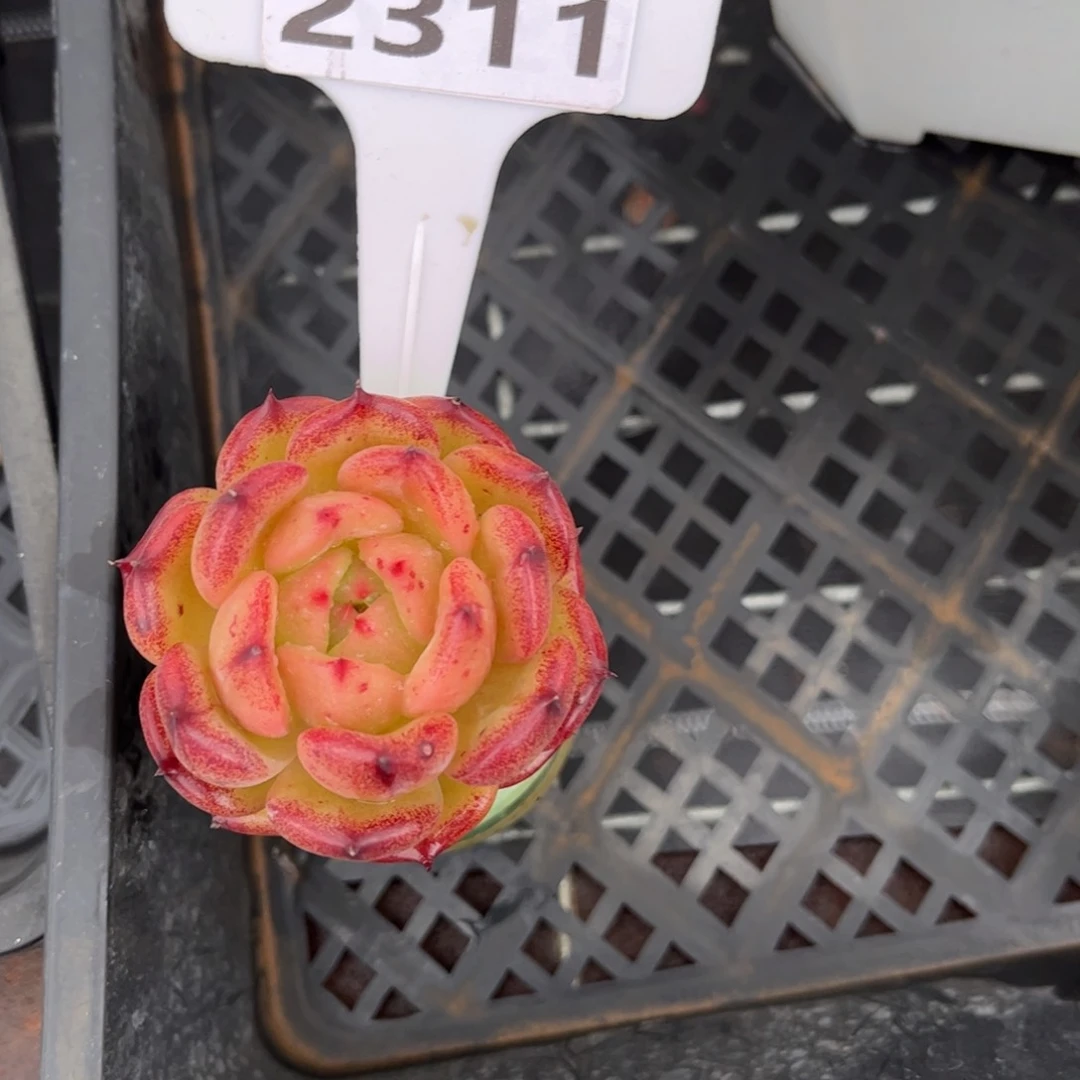 小****多肉植物2311带盆