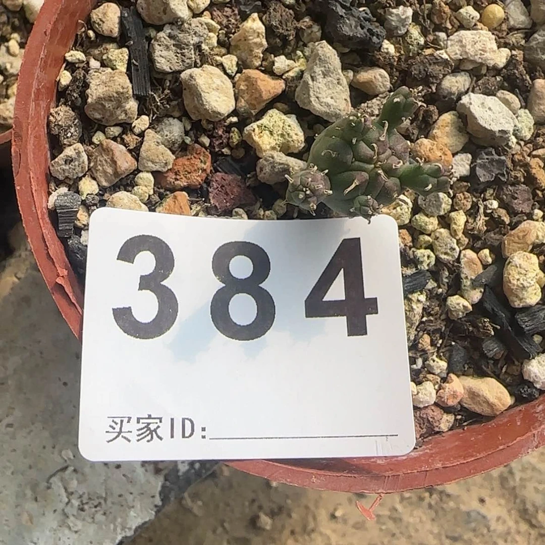 【闪购商品】K***n块根植物布纹球