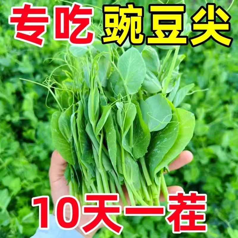 四川豌豆尖种子无须豌豆苗种籽碗豆颠四季秋冬蔬菜种孑碗豆芽苗菜