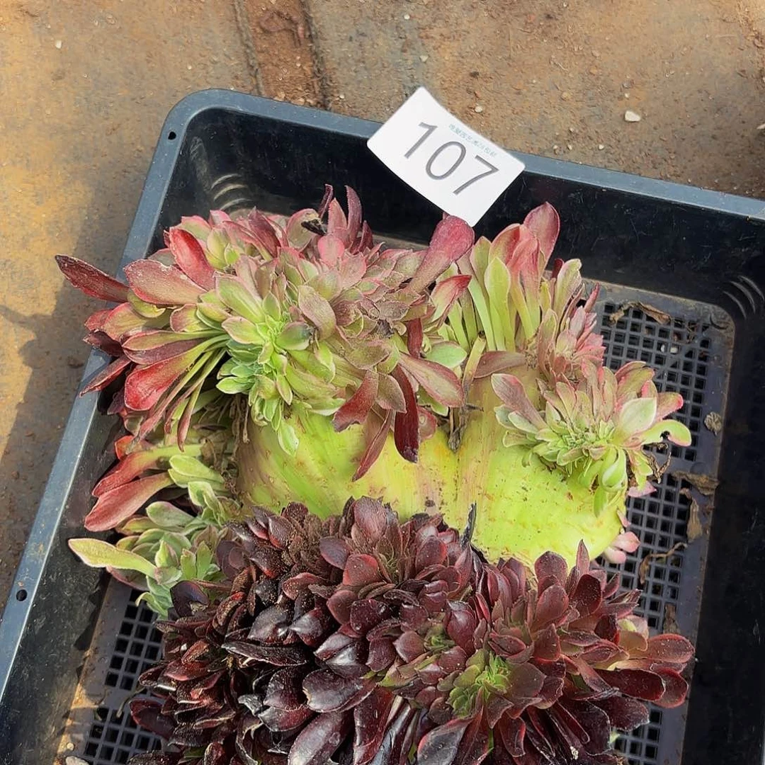 源*姐多肉植物福利107