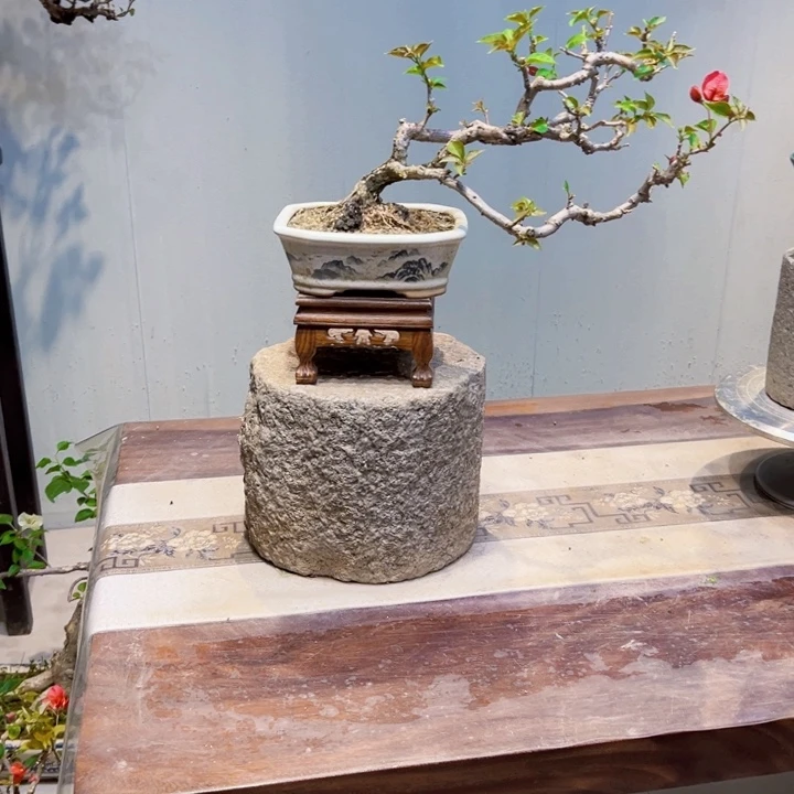 大***佛当前无花栽培后可以开花中国红三角梅
