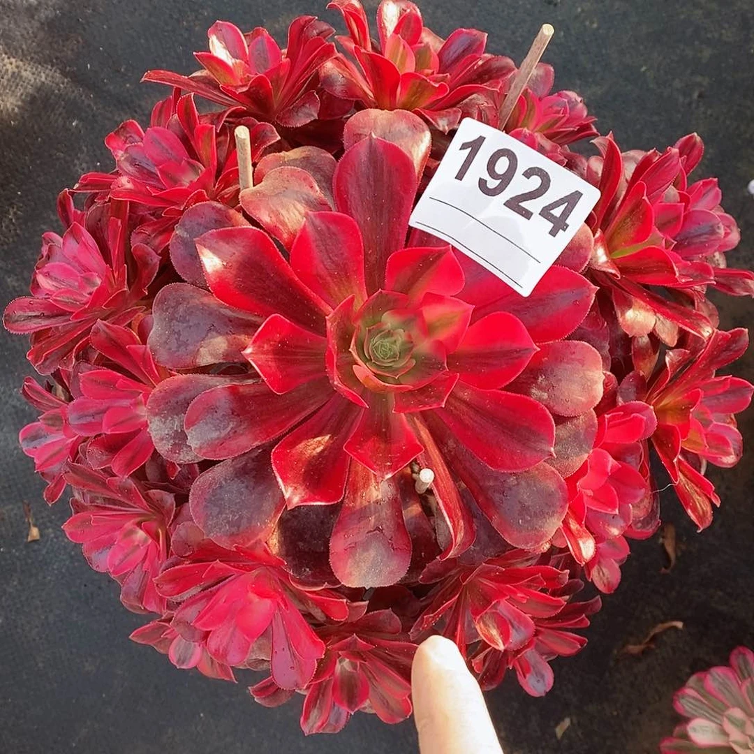 红陶1924美杜莎3多肉