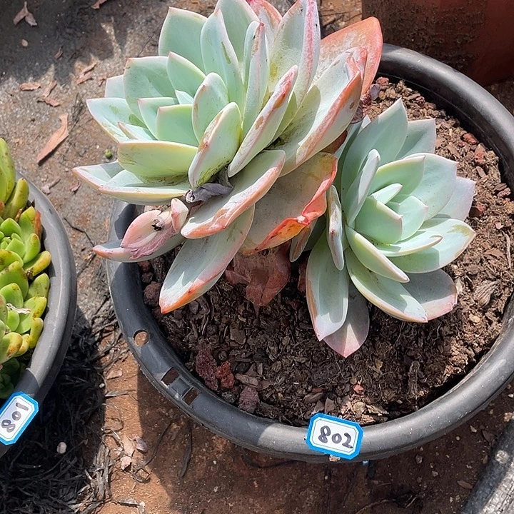 802奶茶 一物一拍多肉