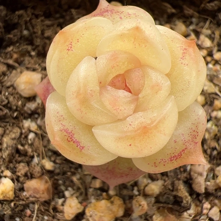 一物一拍。尺寸不大