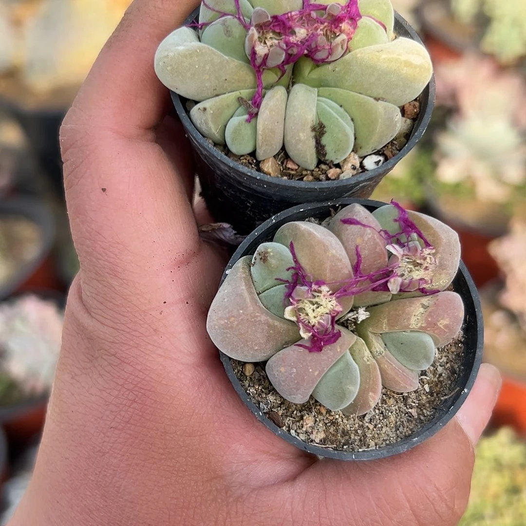 多肉植物无比玉开花