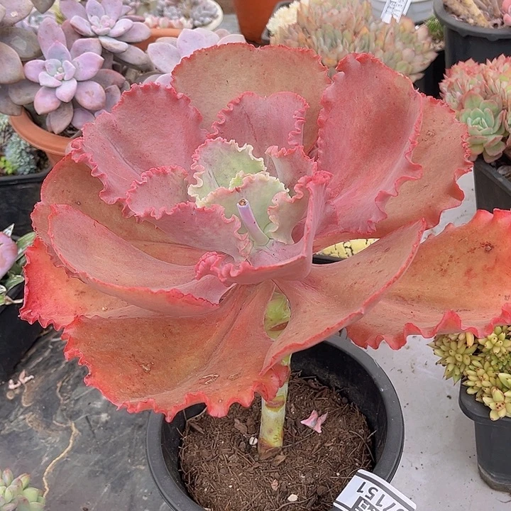 法国皇后07151多肉植物
